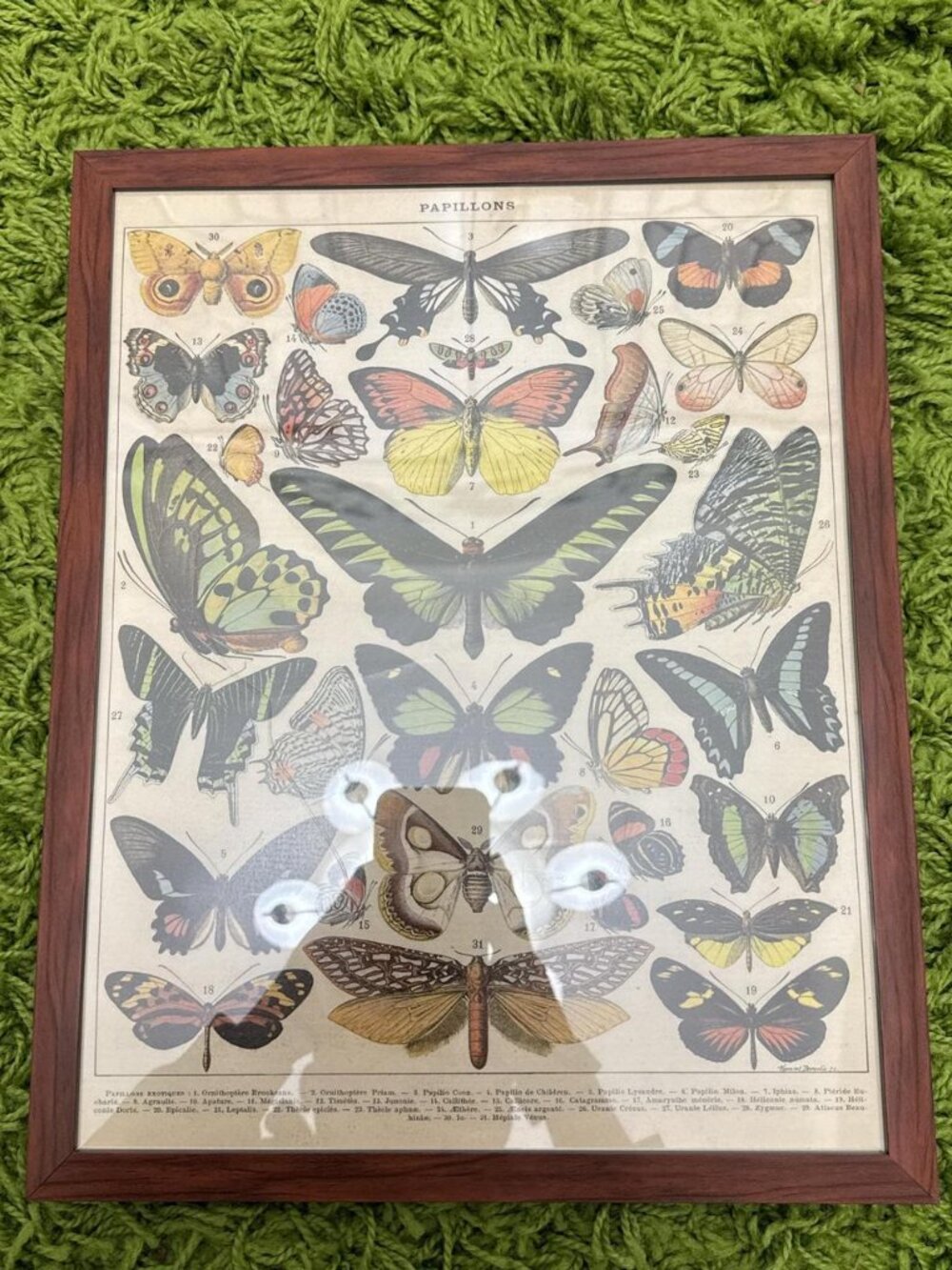 Framed Butterfly Moth Print Glass Front Wooden Frame Wall Art